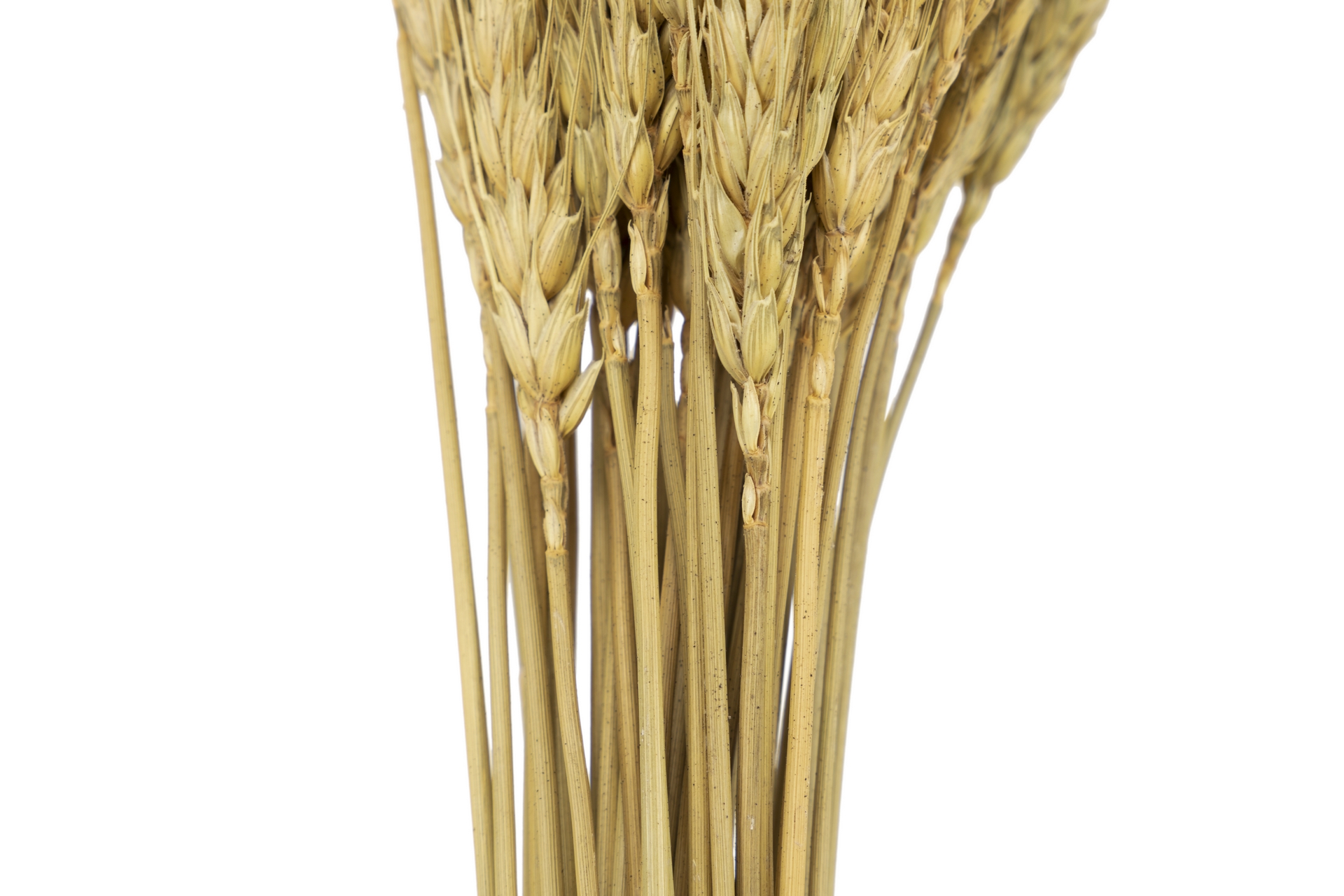 FLORES ESPIGAS NATURAL ROSA 65CM 6