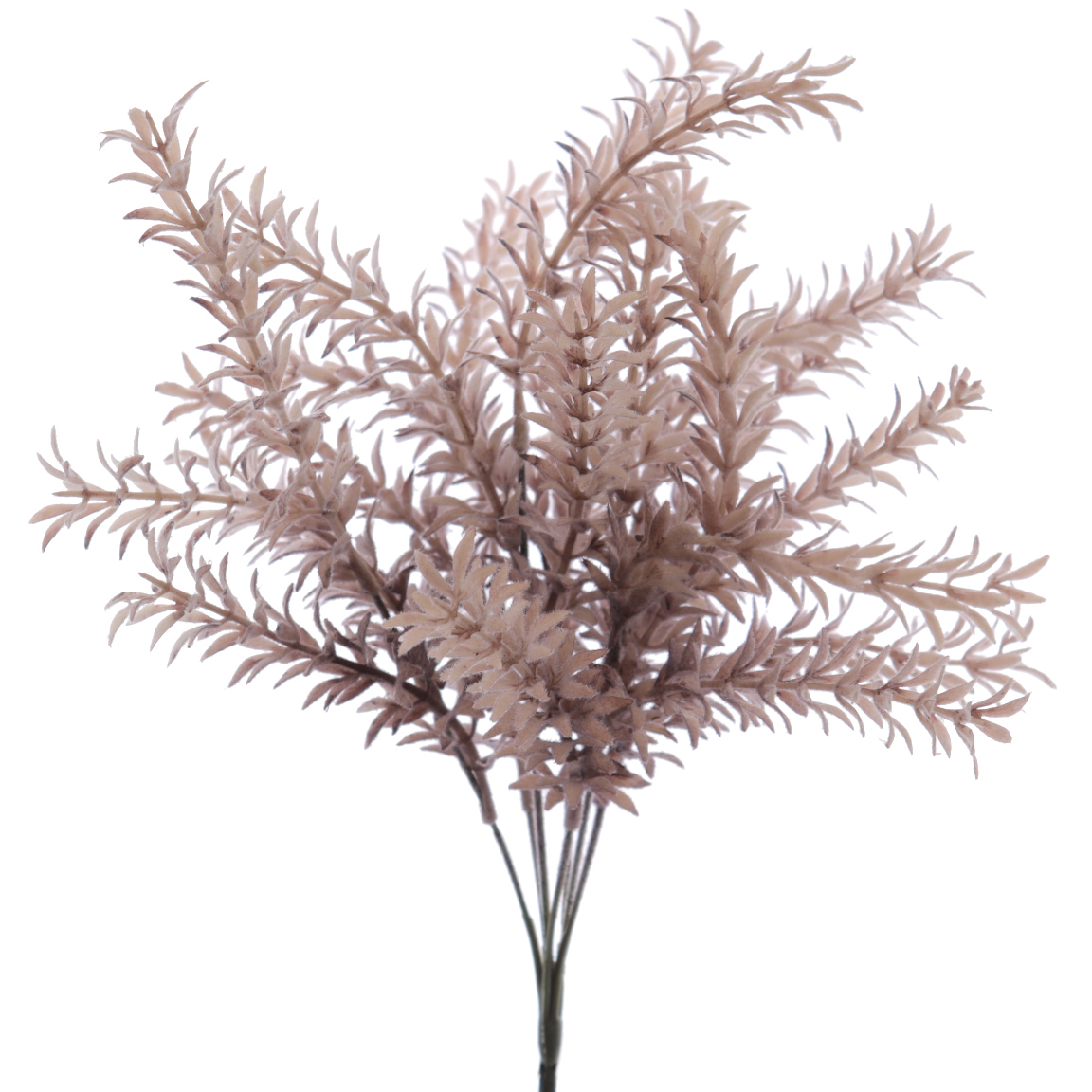 RAMO ASPARAGUS MALVA