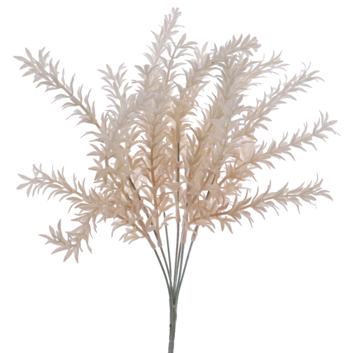 RAMO ASPARAGUS BEIGE