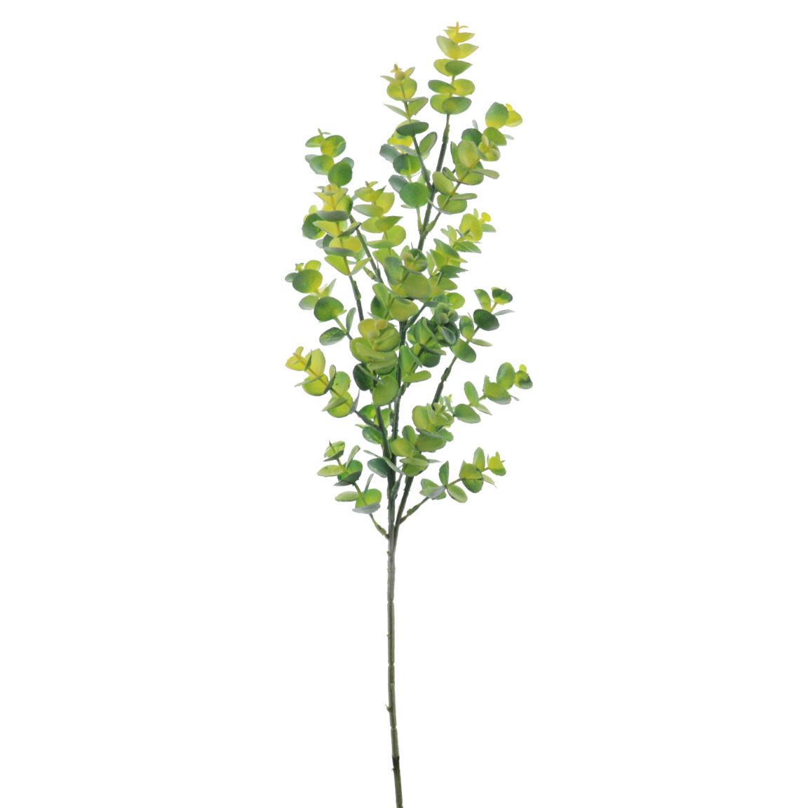 EUCALYPTUS VERDE