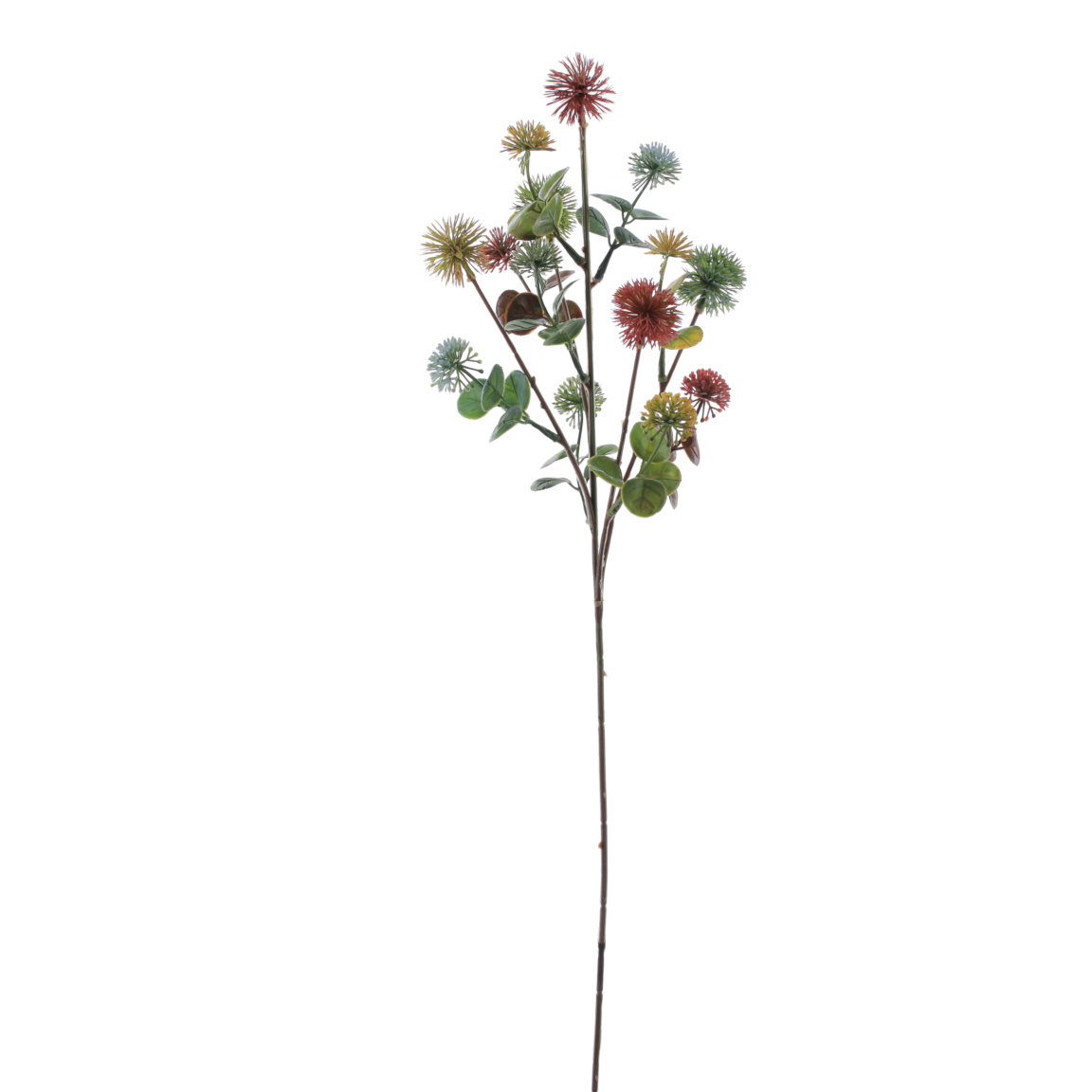 ASTER MULTICOLOR