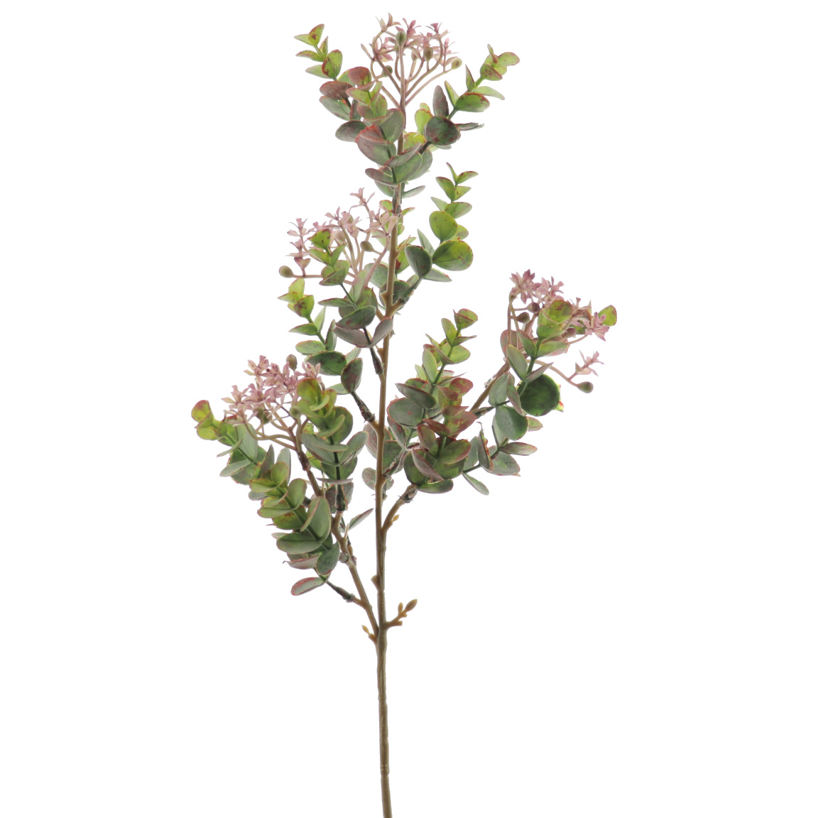 EUCALYPTUS SILVESTRE MIX MALVA