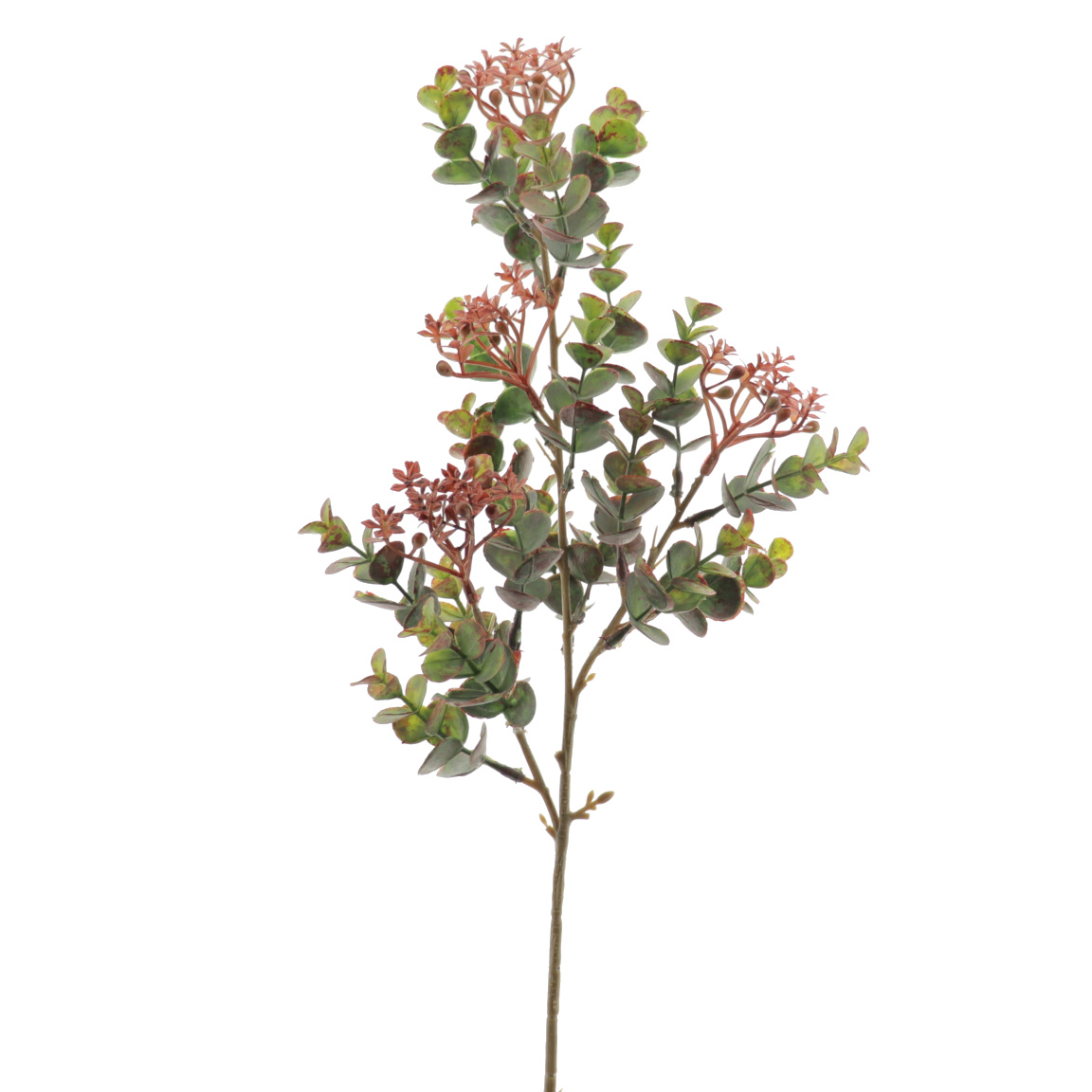 EUCALYPTUS SILVESTRE MIX CORAL