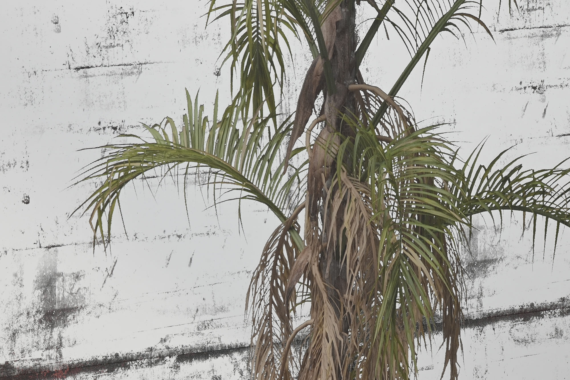 ESPEJO METAL CRISTAL 60X4X120CM  PALMERA ENVEJECID 3