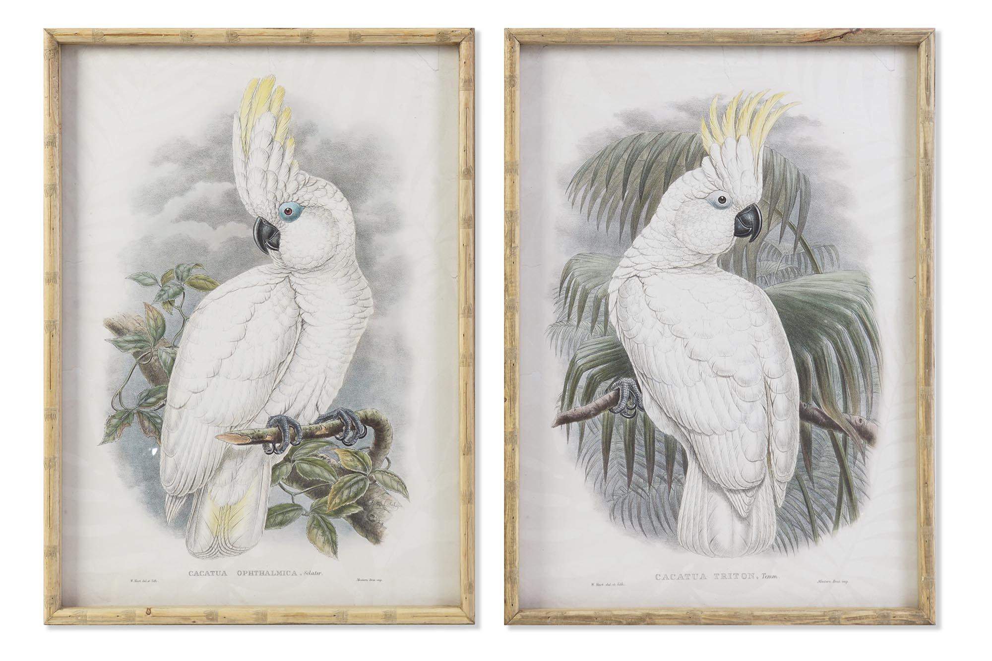 CUADRO CRISTAL BAMBU 50X2,8X70 CACATUA 2 SURT.