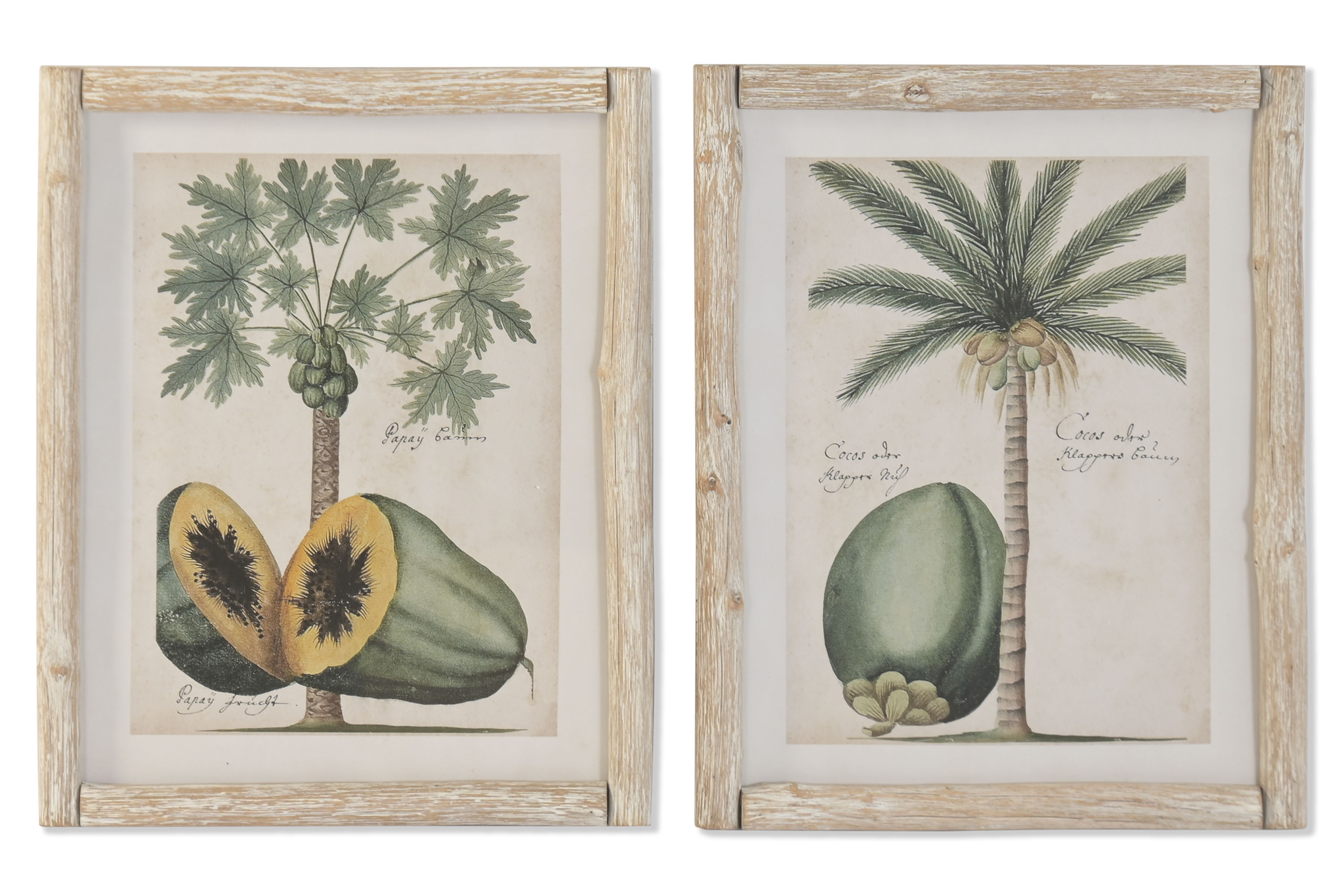 CUADRO ABETO 40X3,5X50 PALMERA FRUTA 2 SURT.