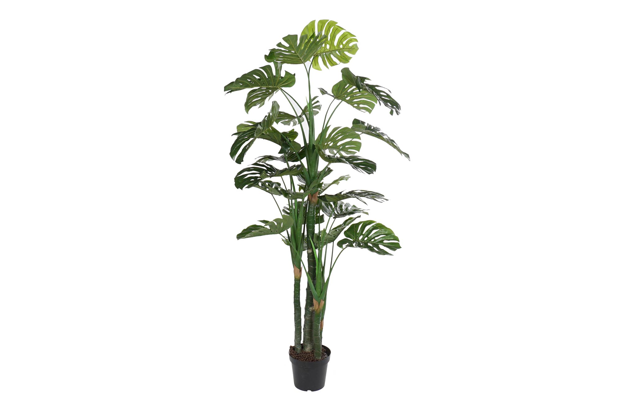 PLANTA EVA PP 90X90X200 COSTILLA DE ADAN VERDE
