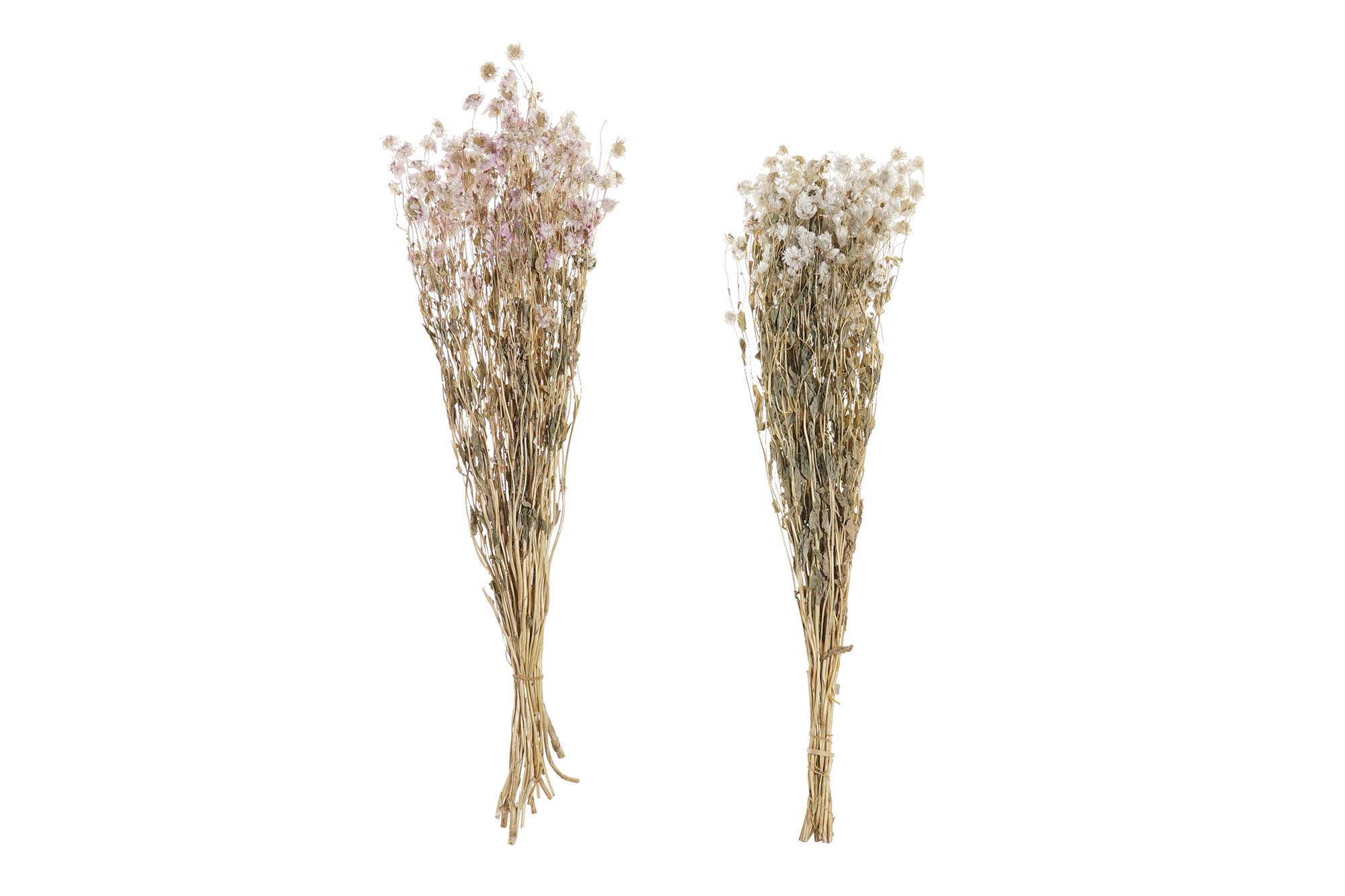 RAMO FLOR SECA 16X3X60 2 SURT.