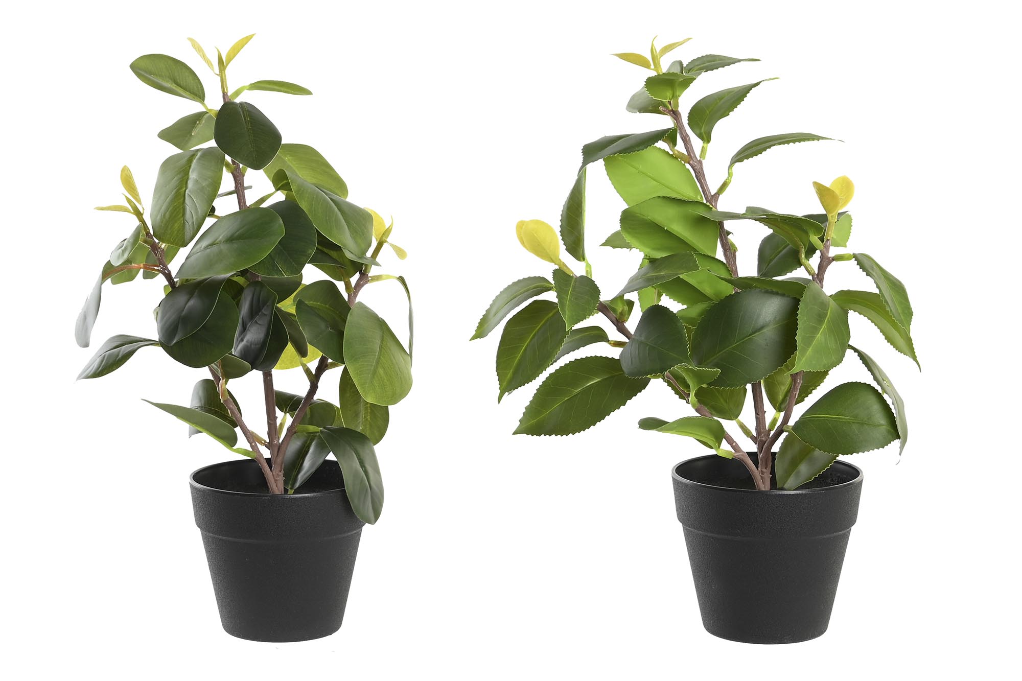 PLANTA PE PP 21X18X30 CAMELIA/FICUS 2 SURT.
