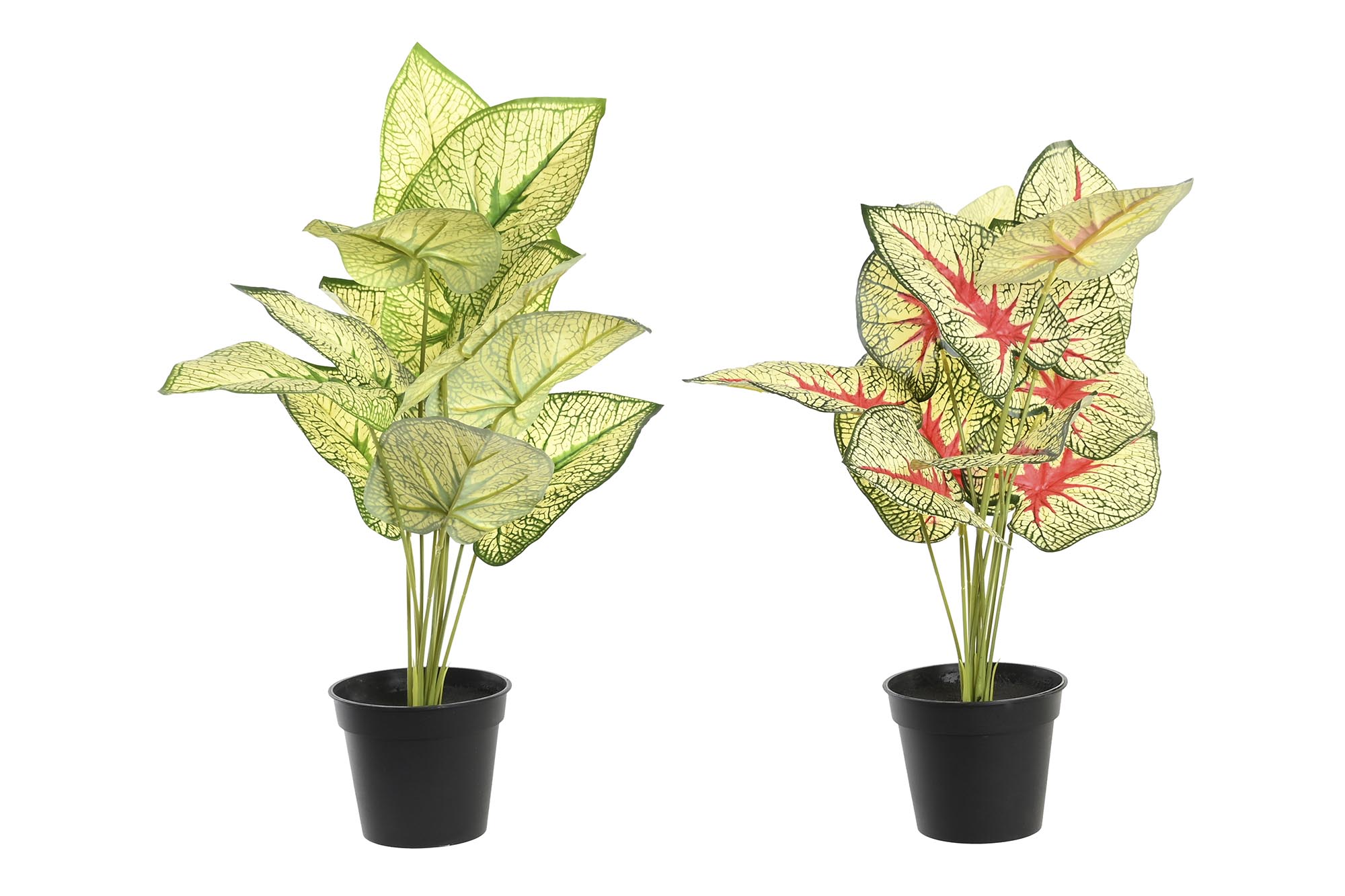 PLANTA PE PP 30X43X54 TARO 2 SURT.