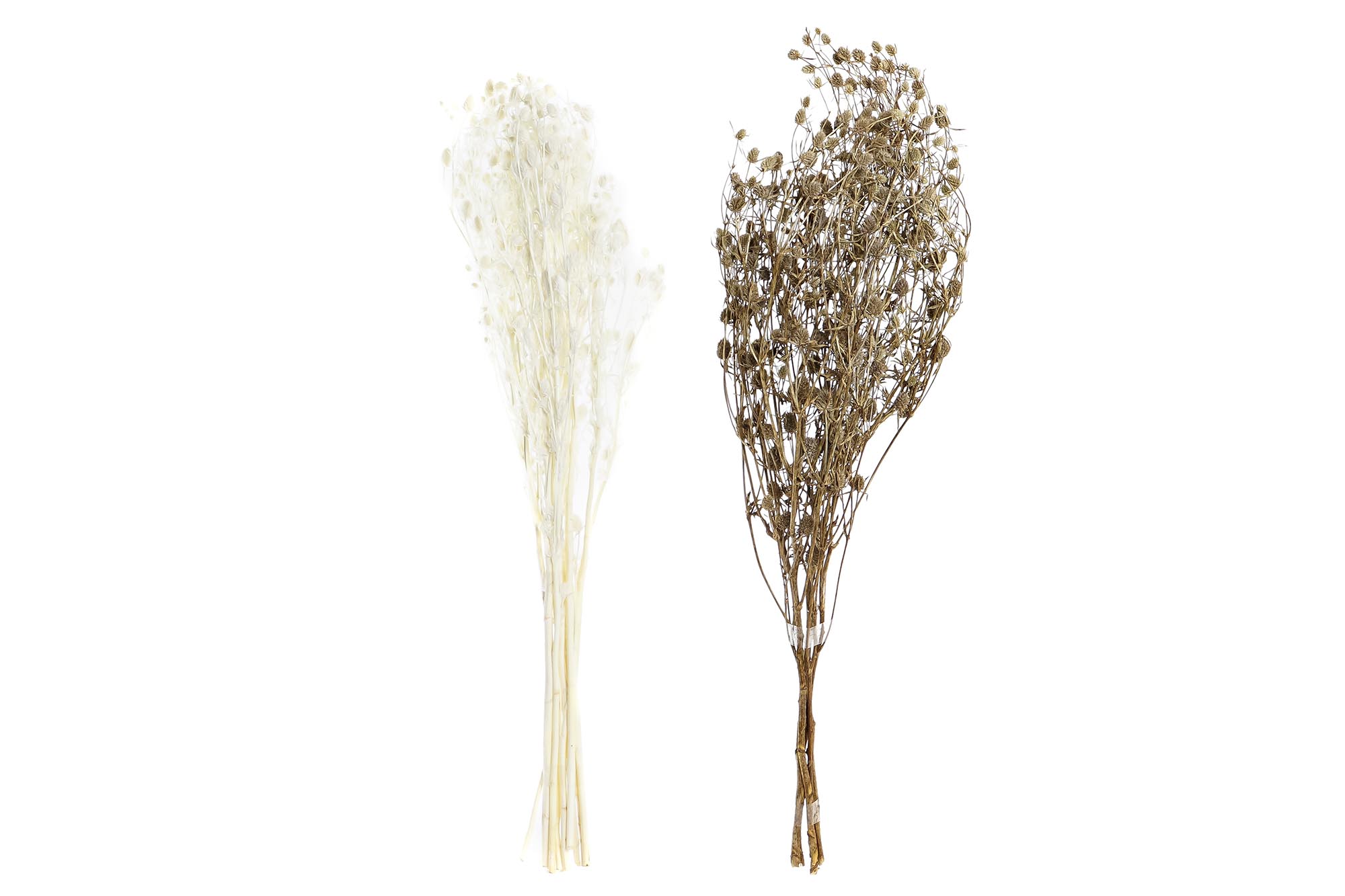 RAMA FLOR SECA 20X20X70 100GR 2 SURT.