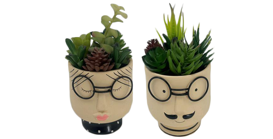 PLANTA DOLOMITE PE 11X11X20 CARA GAFAS 2 SURT.