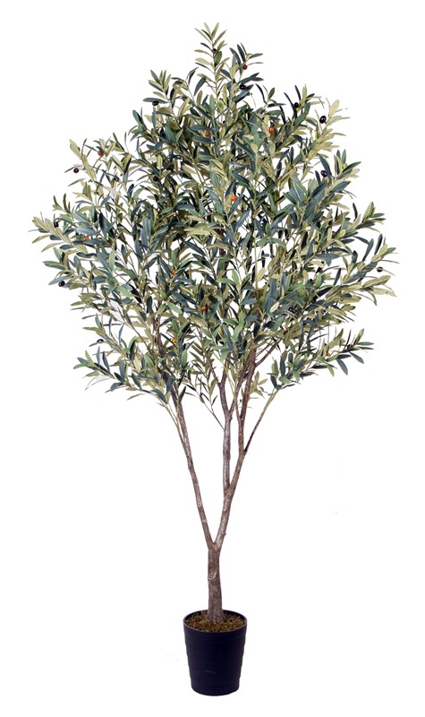 ARBOL PE 80X80X220 OLIVO VERDE