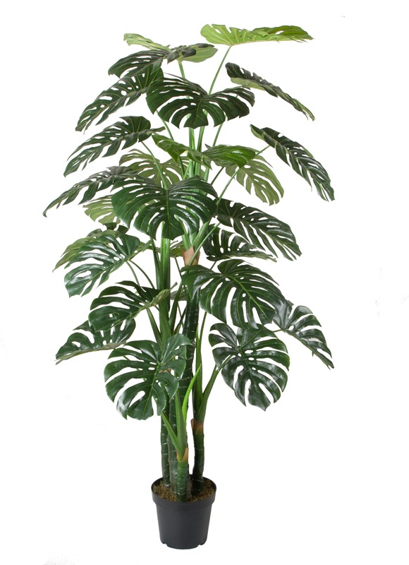 PLANTA PE 80X80X180 MONSTERA VERDE