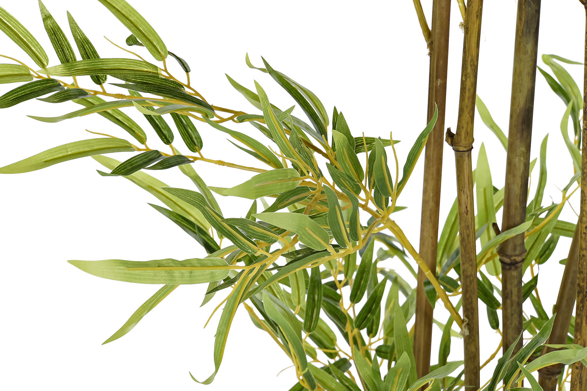 PLANTE PE BAMBU 50X180CM VERDE 2