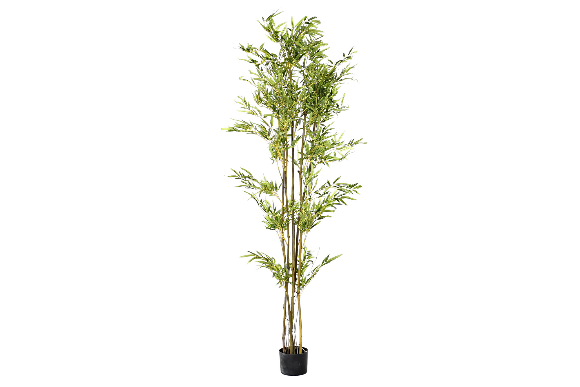 PLANTE PE BAMBU 50X180CM VERDE