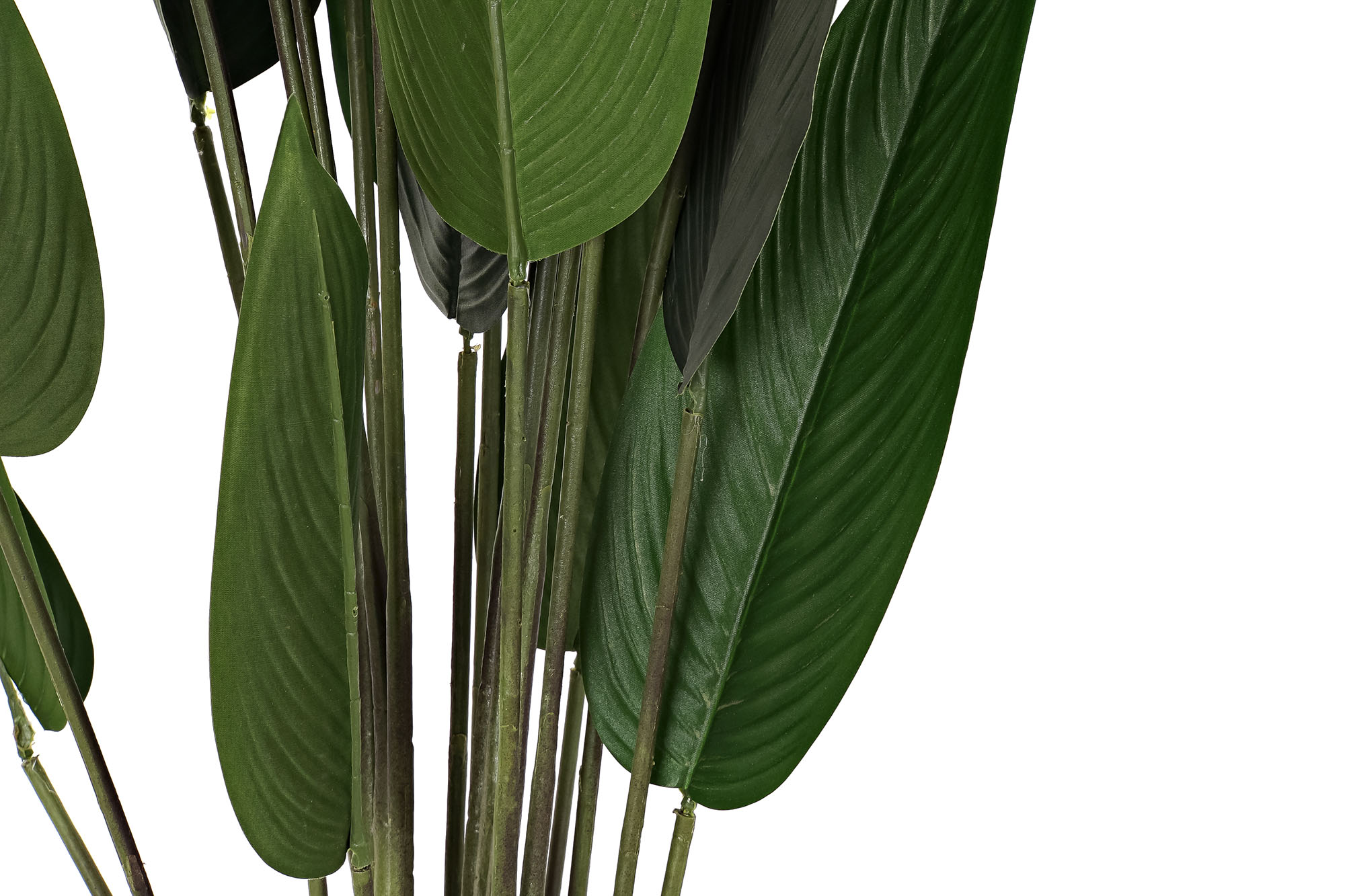 PLANTA PE 50X50X160CM AVE DEL PARAISO VERDE 2