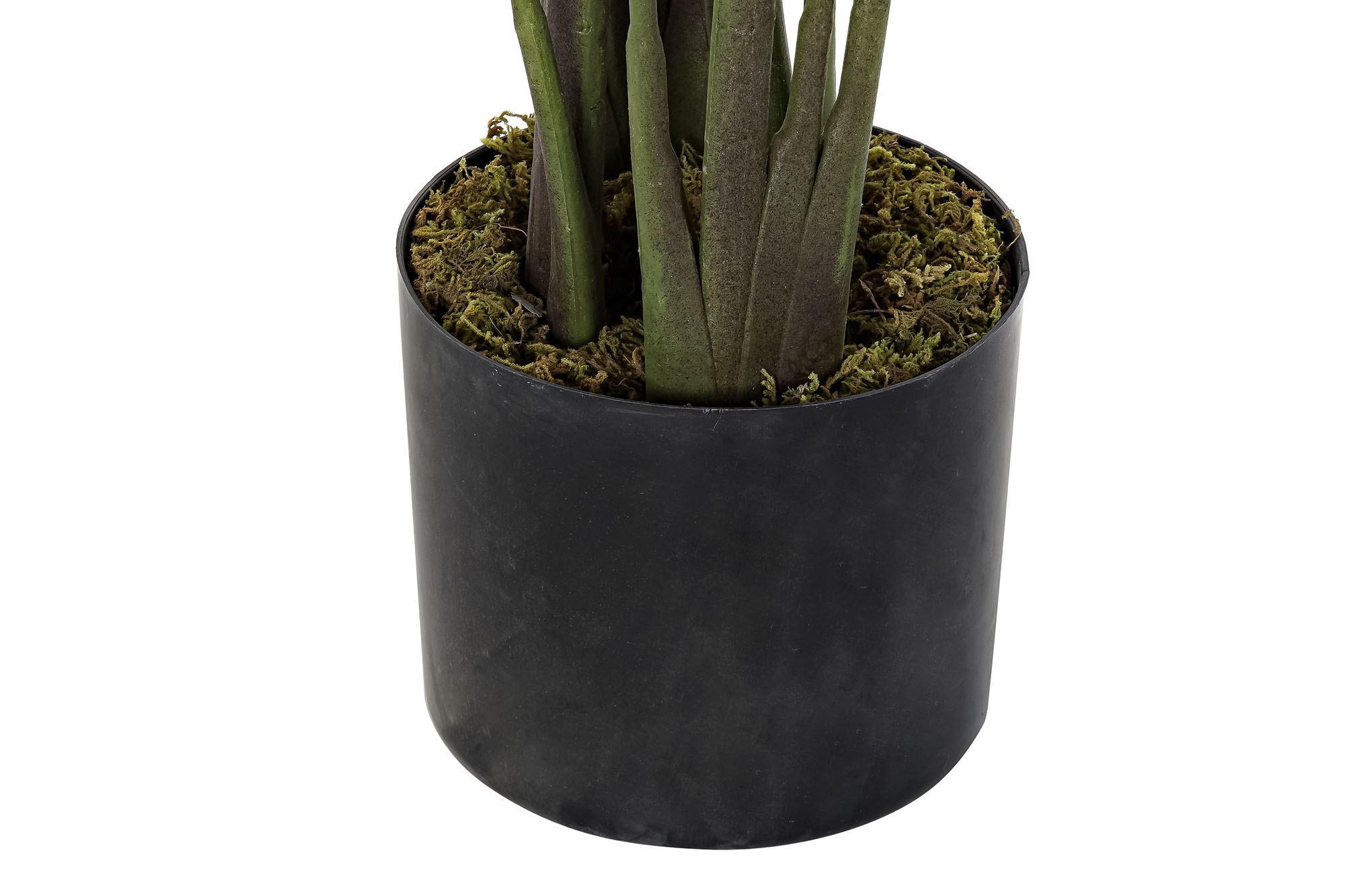 PLANTA PE 50X50X160CM AVE DEL PARAISO VERDE 3