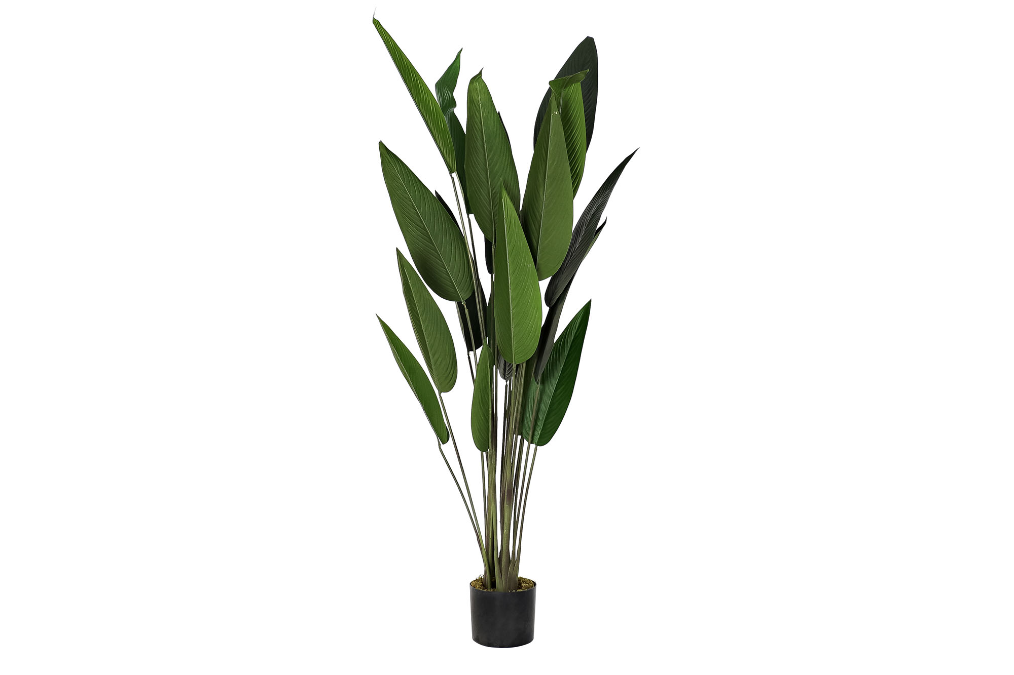 PLANTA PE 50X50X160CM AVE DEL PARAISO VERDE