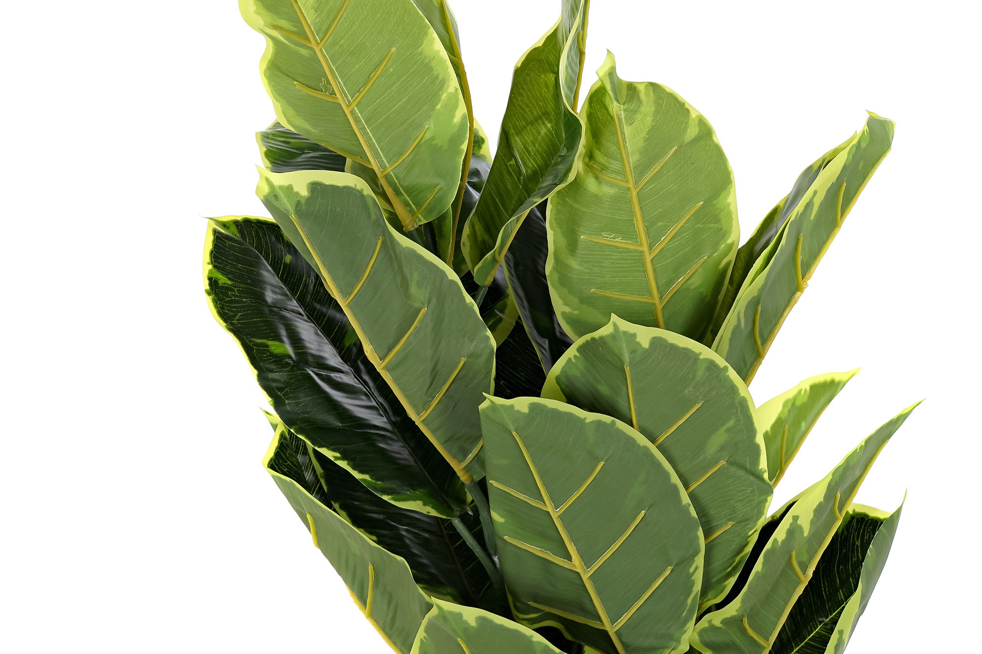 PLANTA PE 40X40X120 HEVEA VERDE 2