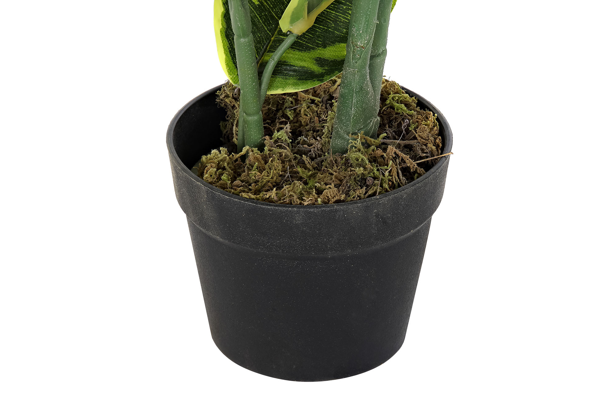 PLANTA PE 40X40X120 HEVEA VERDE 3