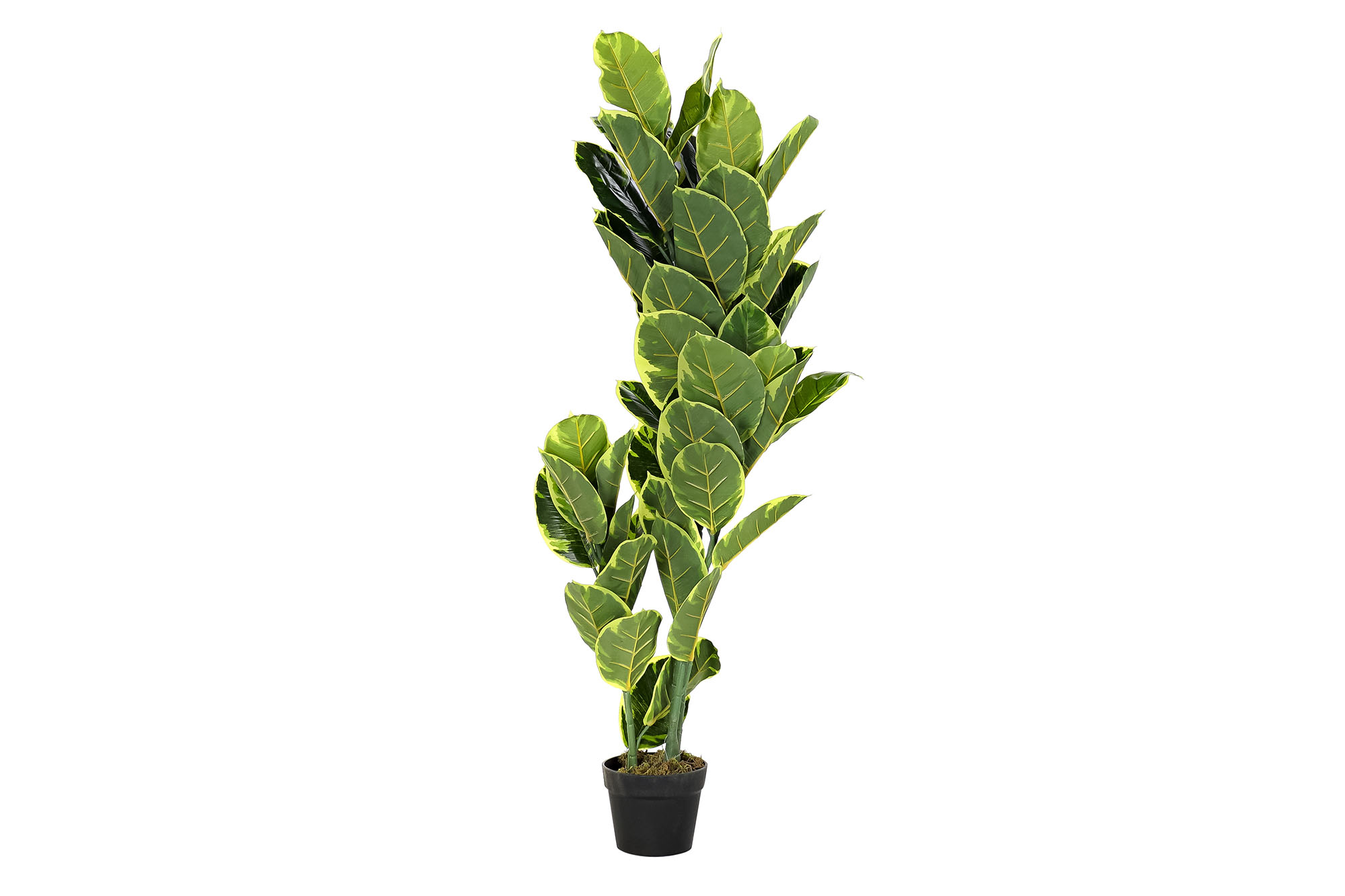 PLANTA PE 40X40X120 HEVEA VERDE