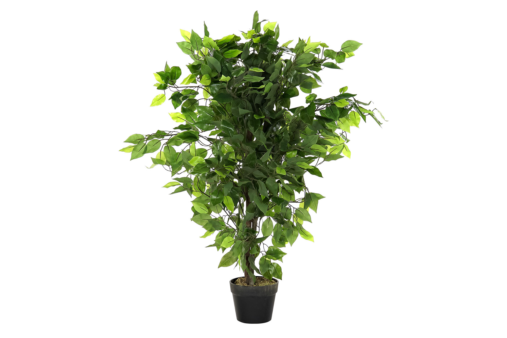 PLANTA PE 50X50X90 FICUS VERDE