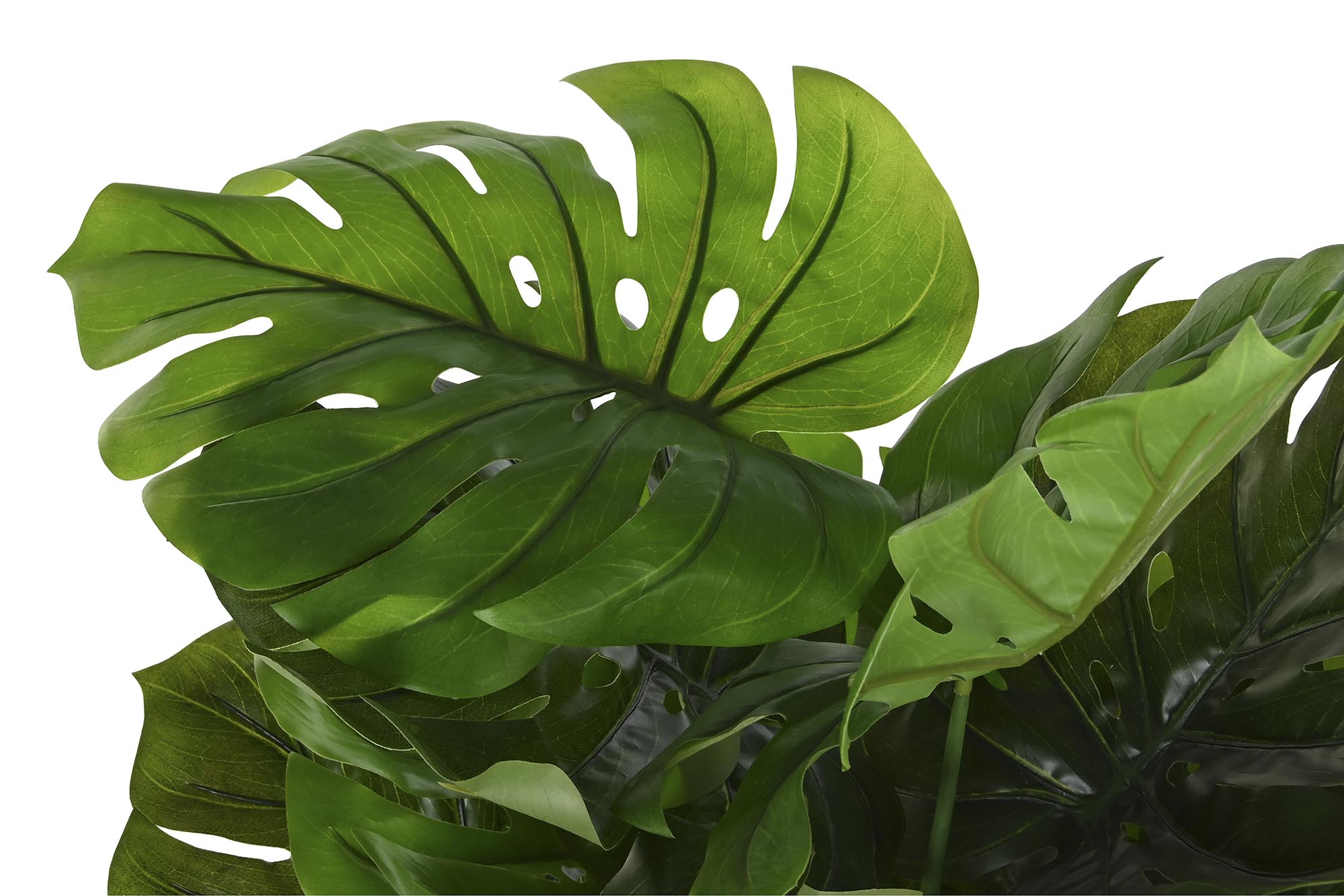 PLANTA PE 50X50X120 COSTILLA DE ADAN VERDE 3