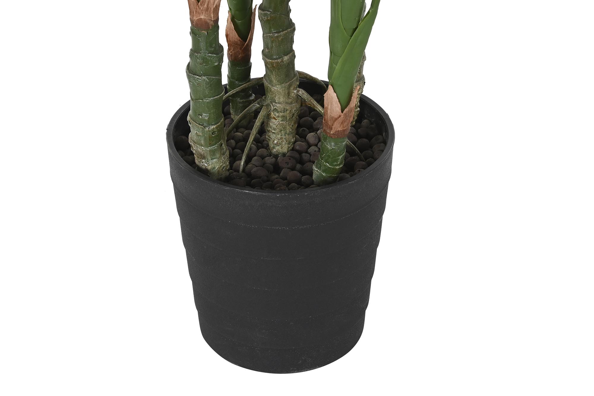 PLANTA PE 50X50X120 COSTILLA DE ADAN VERDE 4