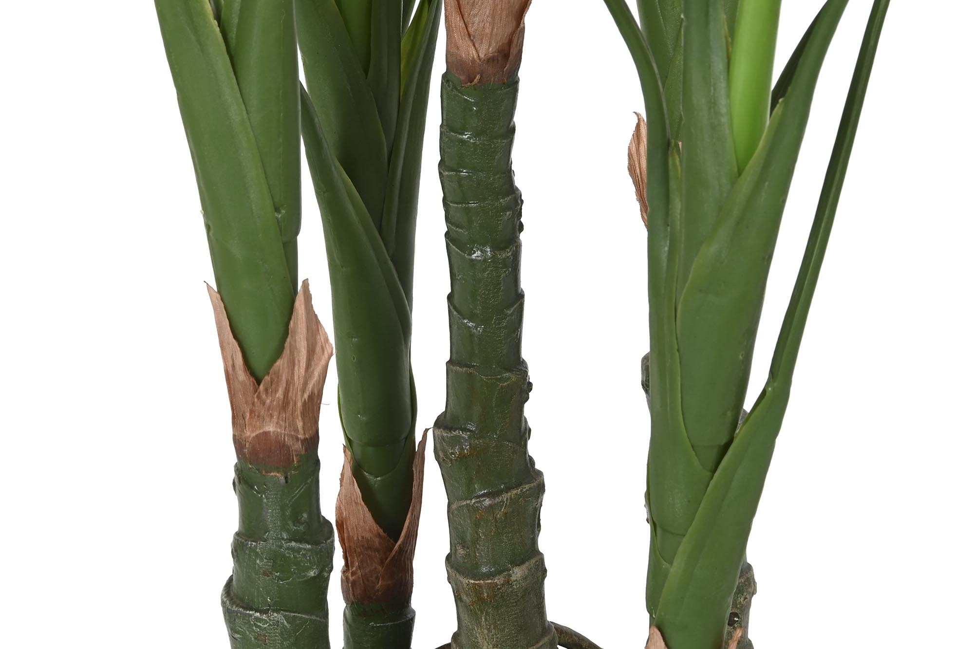 PLANTA PE 50X50X120 COSTILLA DE ADAN VERDE 5