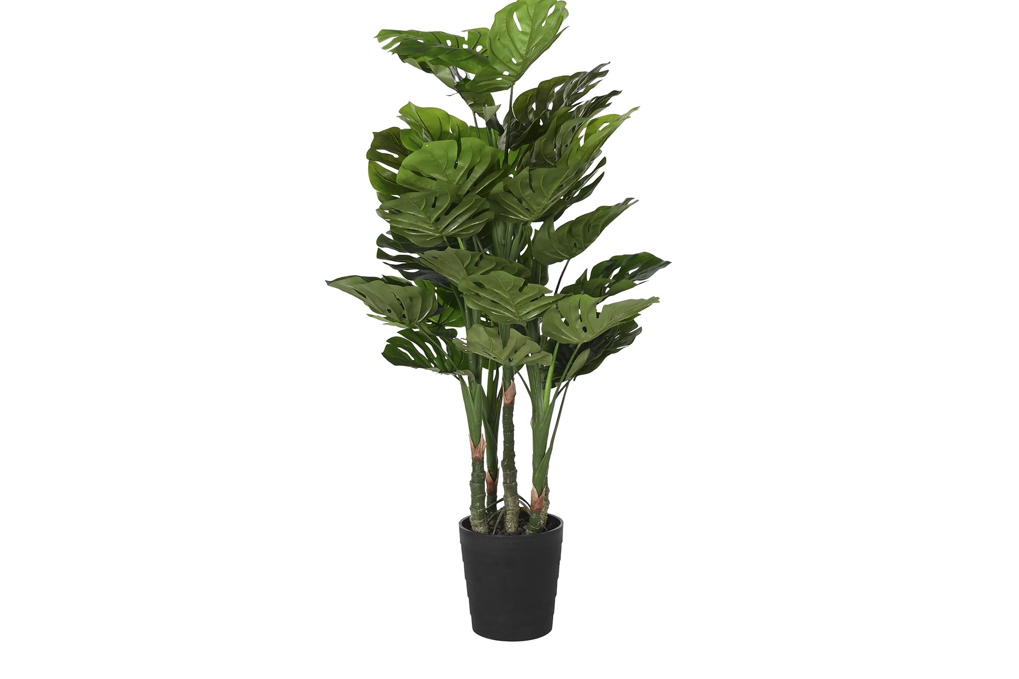 PLANTA PE 50X50X120 COSTILLA DE ADAN VERDE