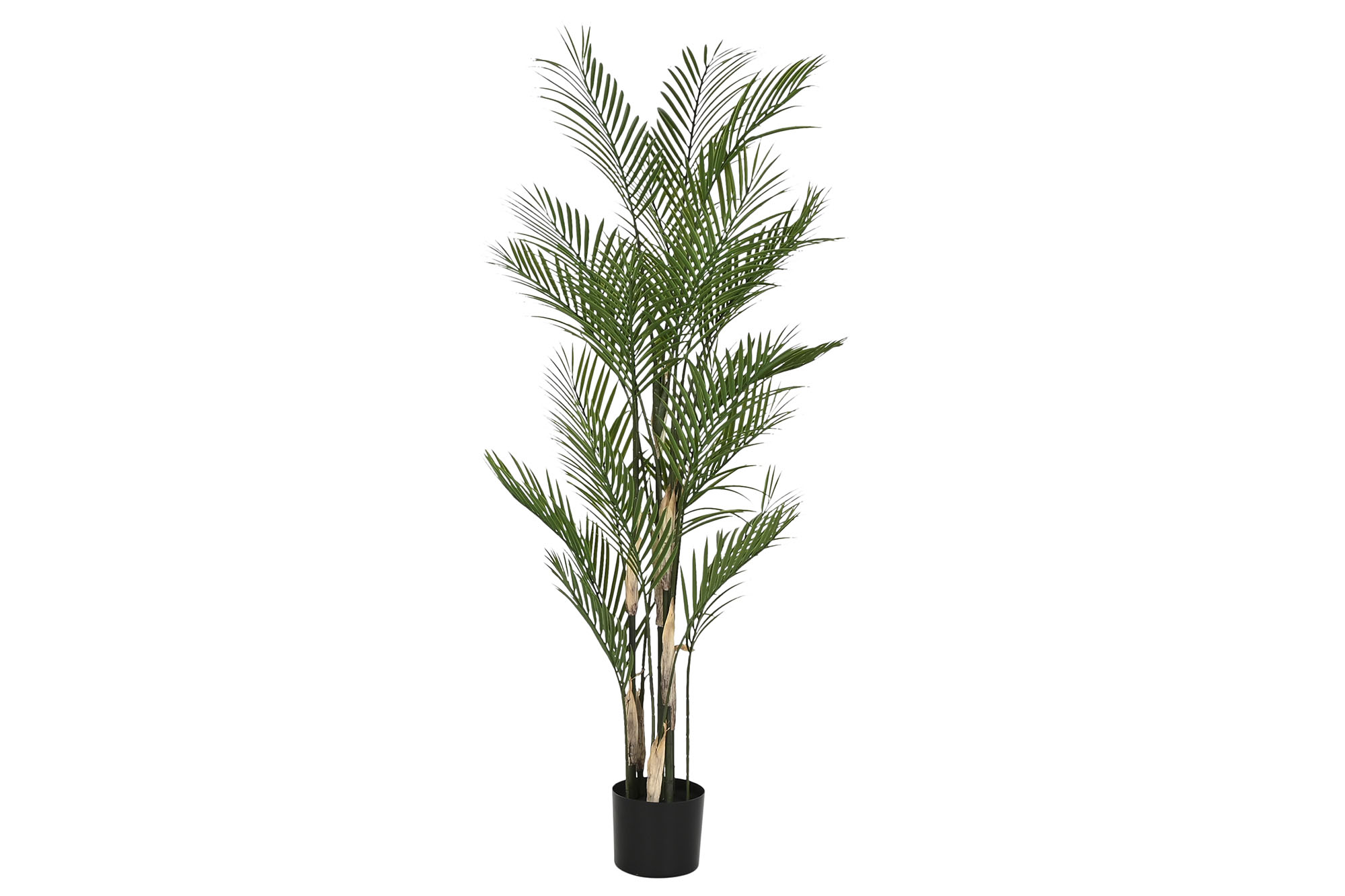 PLANTA PE PP 92X92X150 KWAI PALMERA VERDE