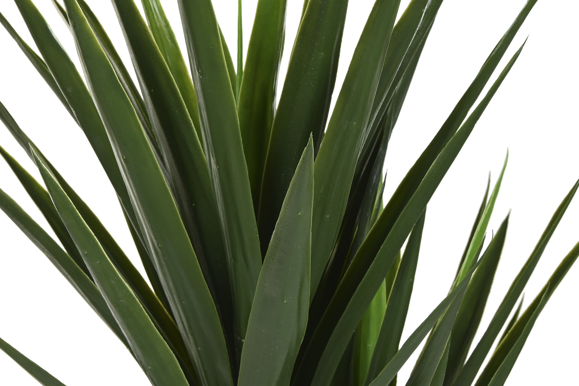 PLANTA PE 80X80X155 YUCA VERDE 2