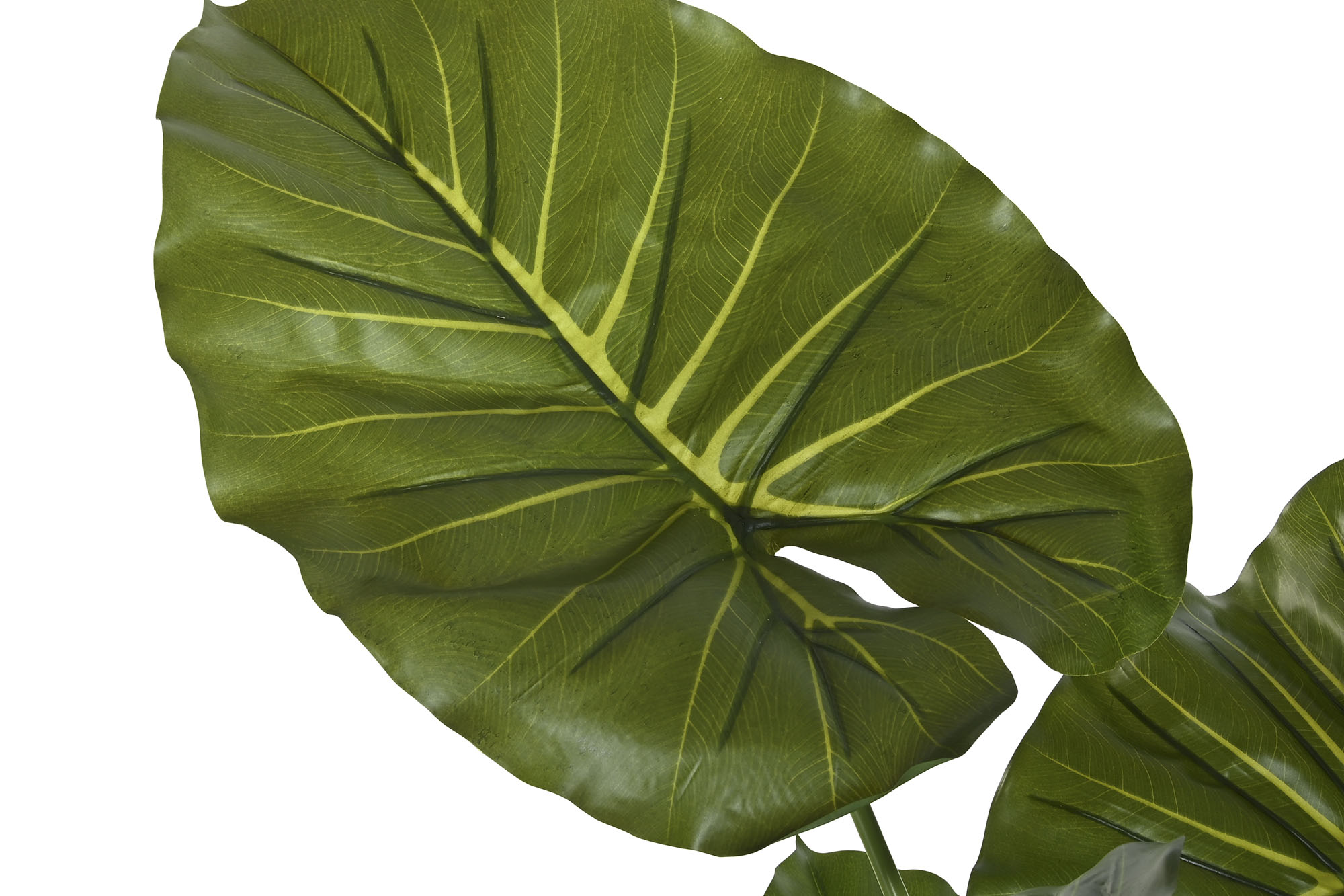 PLANTA PE 64X64X120 TARO VERDE 2