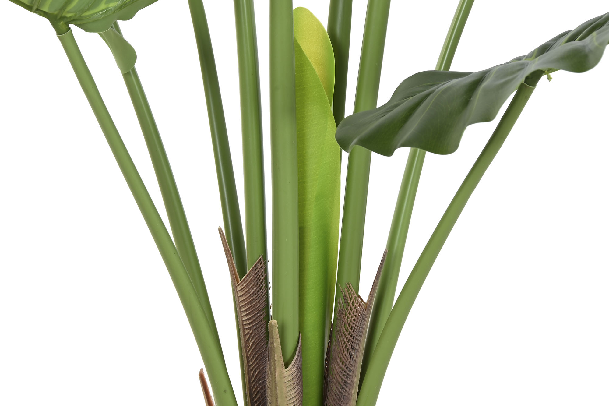 PLANTA PE 64X64X120 TARO VERDE 3