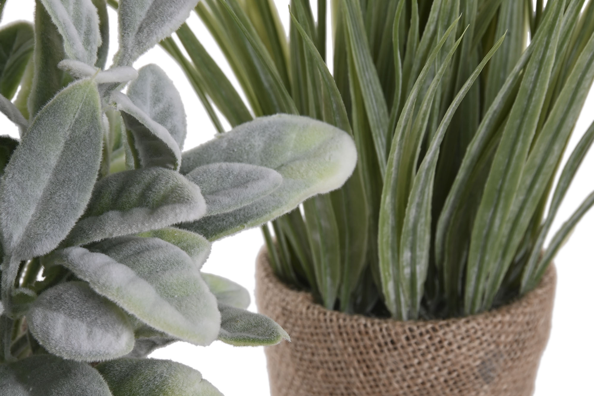 PLANTA PE LINO 13X13X25 2