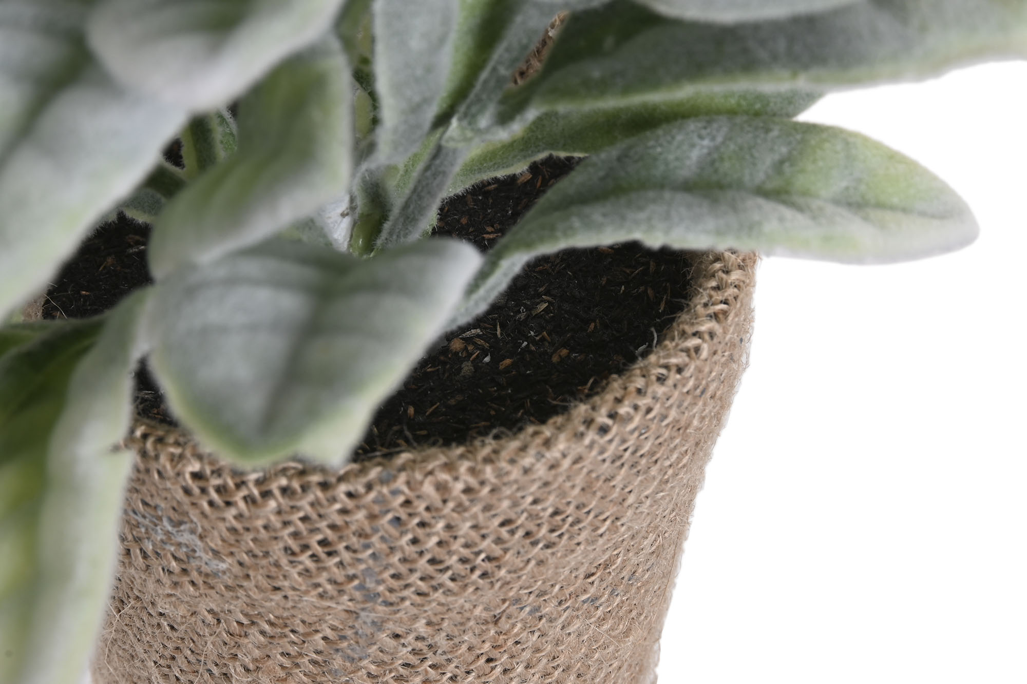 PLANTA PE LINO 13X13X25 4