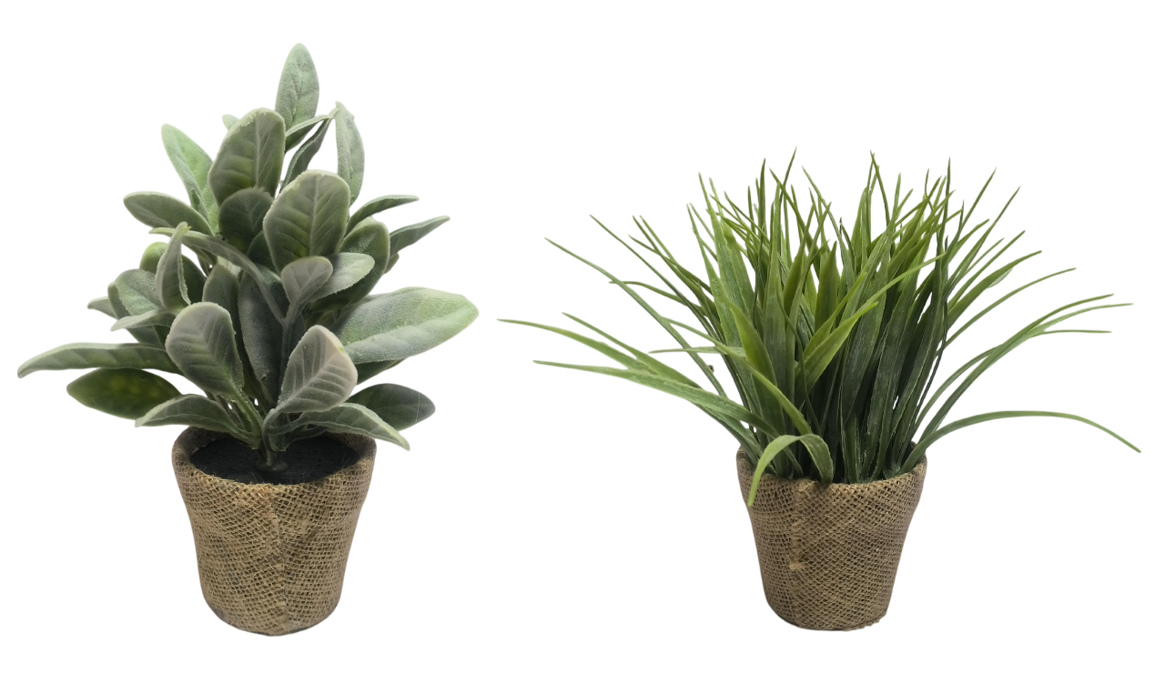 PLANTA PE LINO 13X13X25