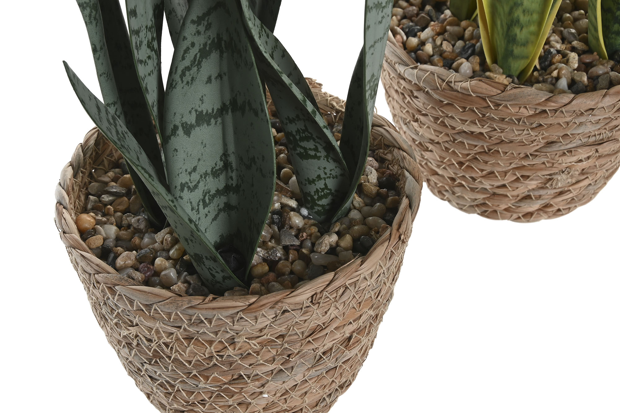 PLANTA PE FIBRA 13X13X35 SANSEVIERA VERDE/AMAR 3