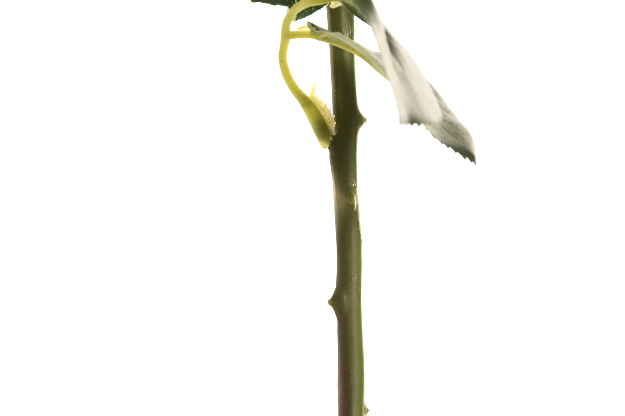 FLOR SEDA PE 9X9X67 TACTO REAL BLANCO 3