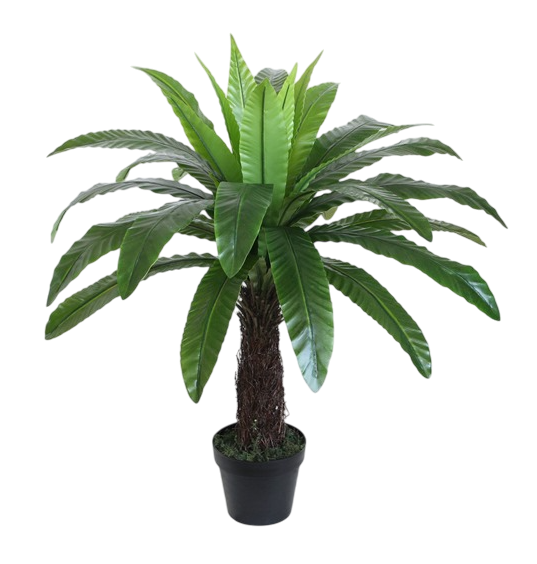 PLANTA PE 60X60X90 HELECHO NIDO DE AVE VERDE