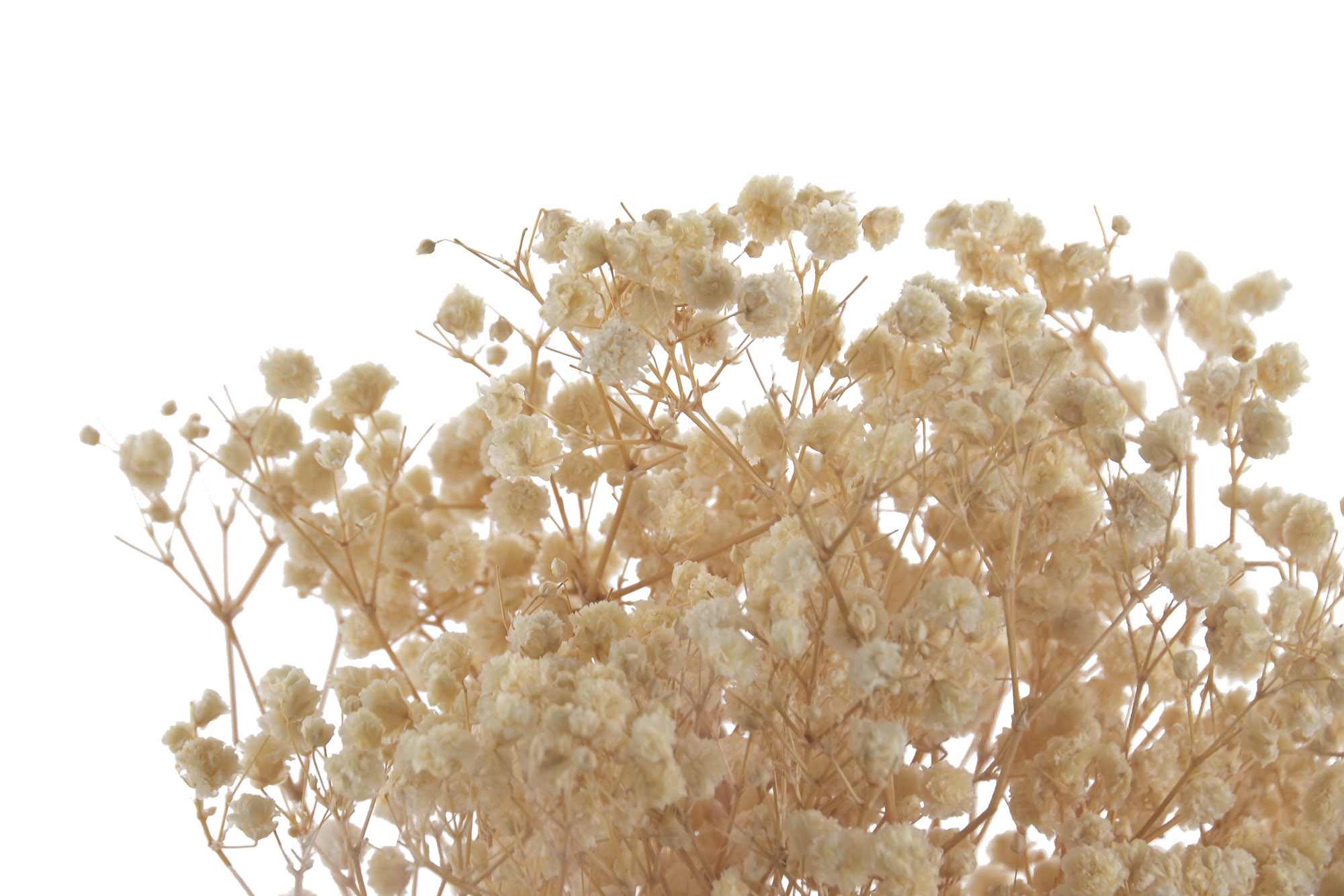 RAMO FLOR PRESERVADA 50GR GYSOPHILA BOLA 2