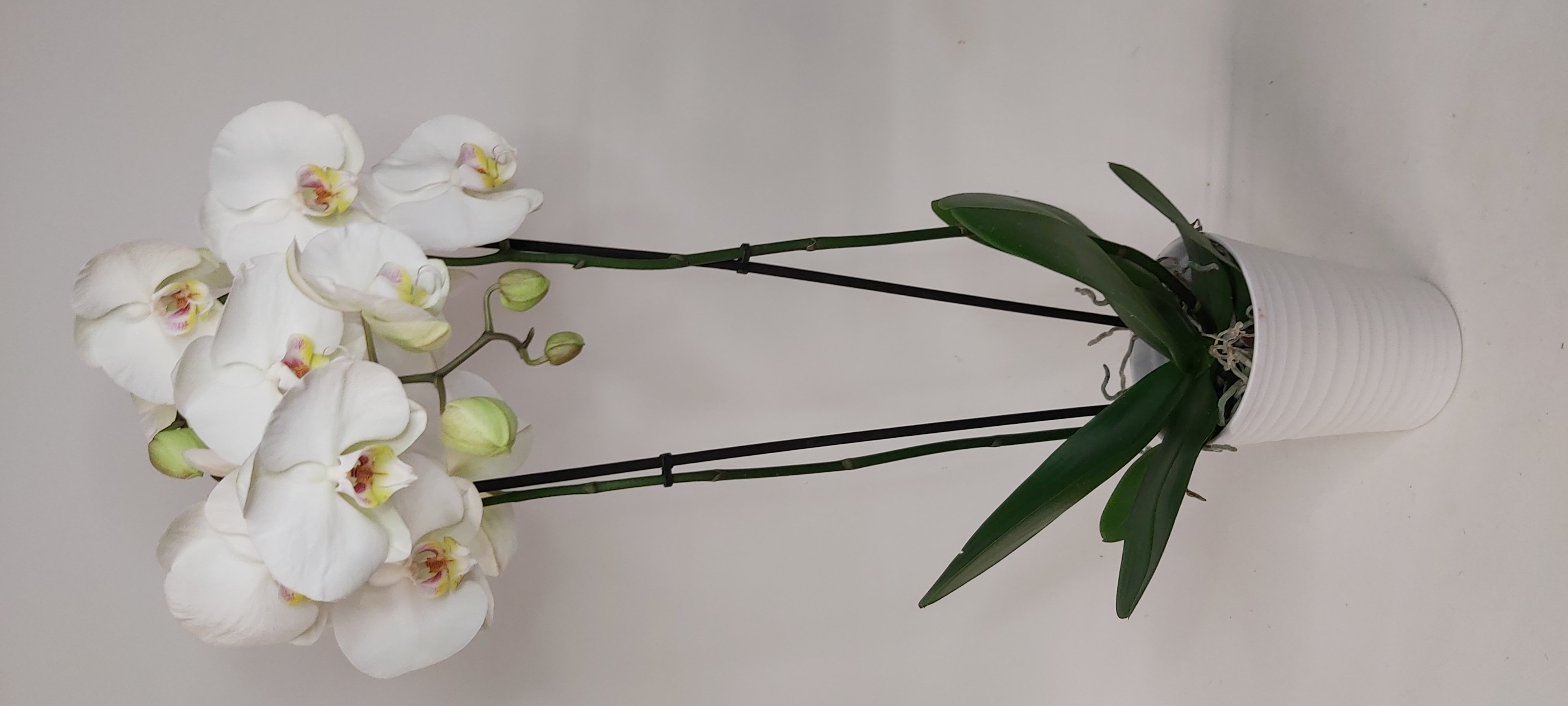 Orquidea blanca 1