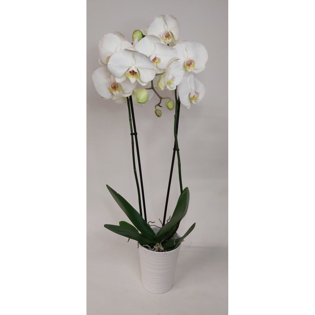 Orquidea blanca