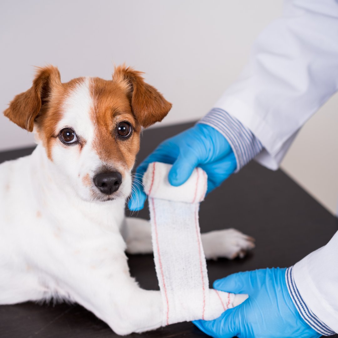 Servei d'urgències veterinàries
