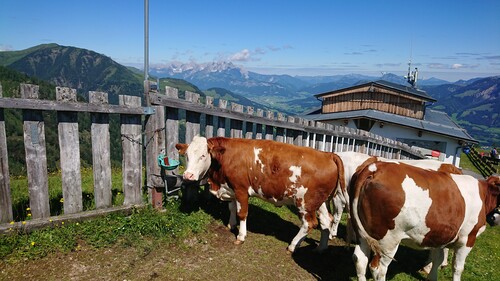 BEBEDOURO SUEVIA MOD. 115 2