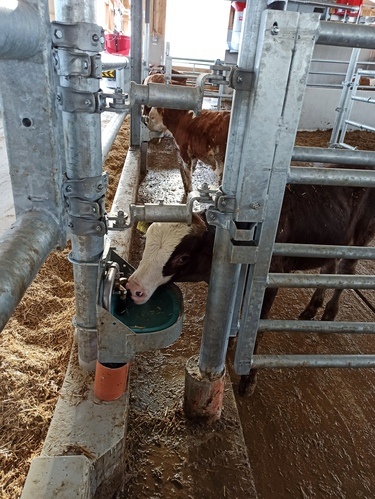 BEBEDOURO SUEVIA MOD 19R-MS¾" , VÁLVULA DE LATÃO 1
