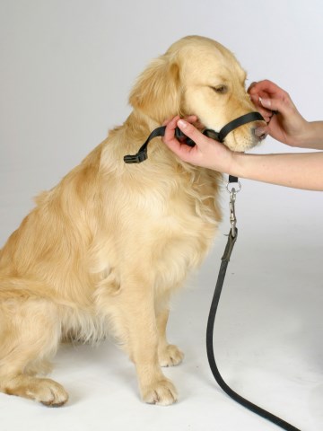 GOLDEN RETRIEVER TRAINER 1