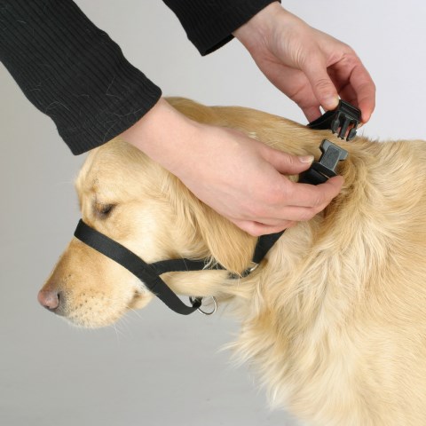 GOLDEN RETRIEVER TRAINER 2