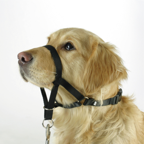 TREINADOR DE GOLDEN RETRIEVER